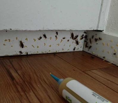 Loại bỏ gián trong căn hộ nhà 8